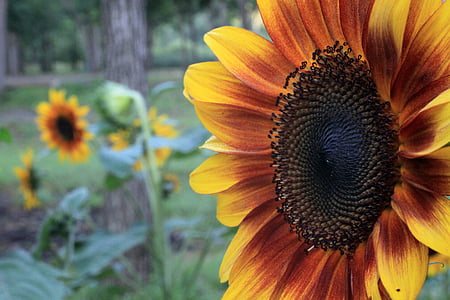 Sonnenblume, Sonnenblumen, bunte, Blütenblätter, Profil, Orange, gelb