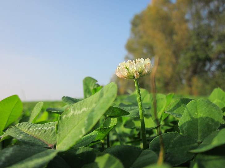 Trifolium repens, hvit kløver, nederlandske glover, Flora, wildflower, botanikk, arter