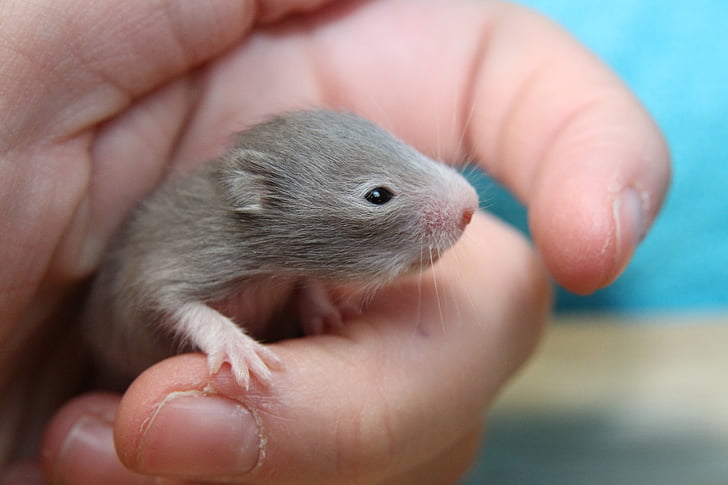 hámster, goldhamster, bebé Hamster, Nager, roedor, animal, pequeño