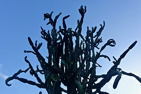 Kaktus, soczyste, kolczasty, organiczne, botanika, pozostawia, roślina