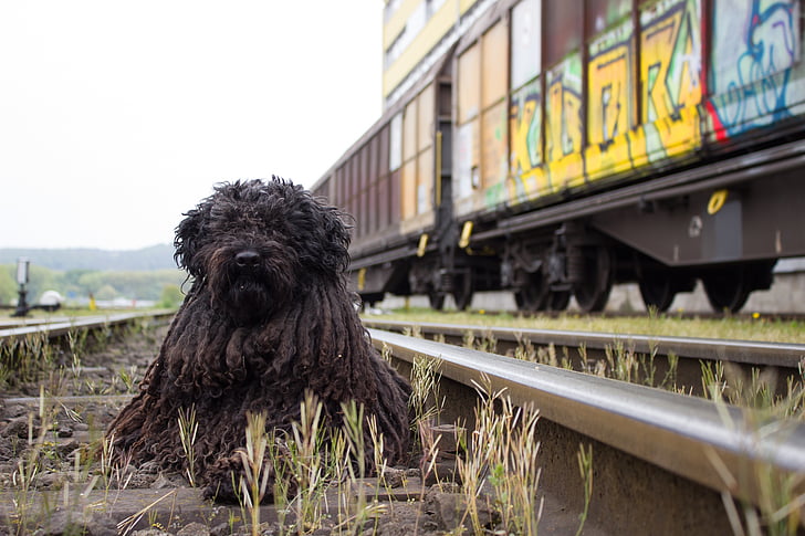 anjing, kereta api, kereta api, Stasiun Kereta, melacak, tampak, Kereta barang