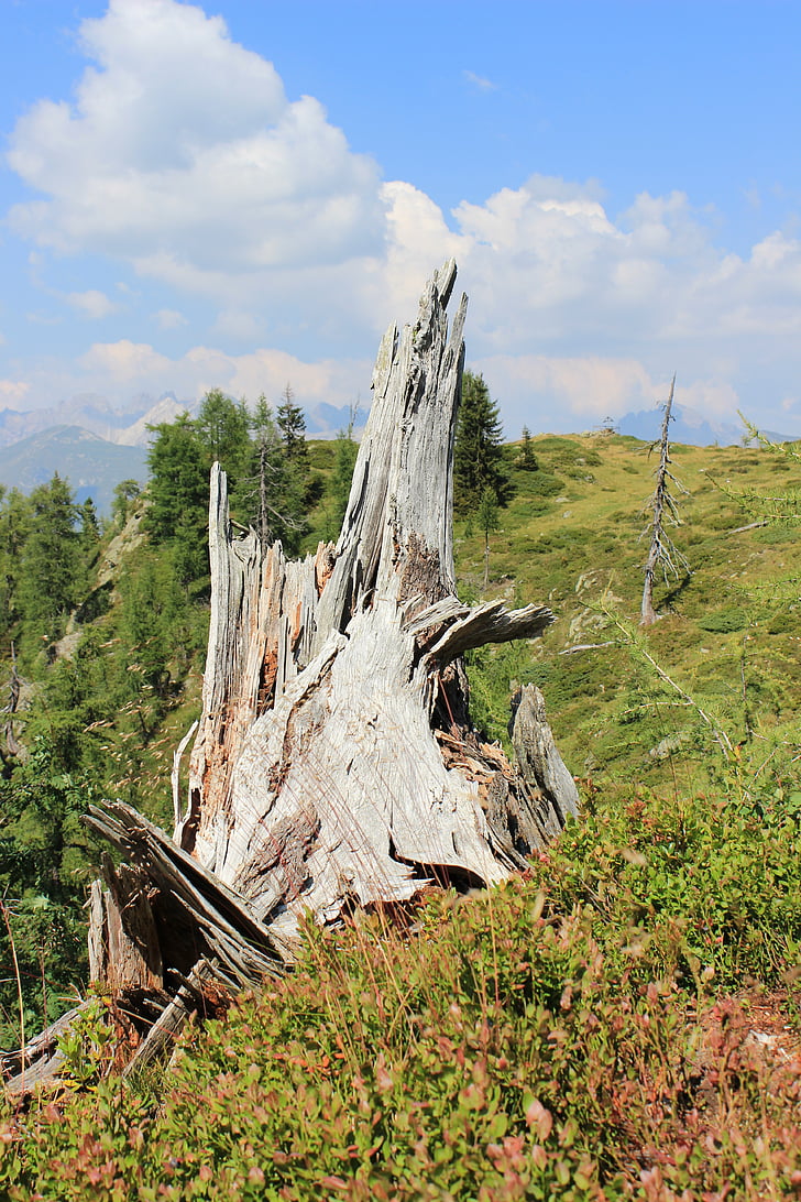 tree stump, mountain landscape, vermoderndes wood, pasture, forest, mountains, dry root
