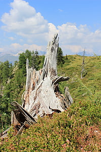 tronco de árvore, paisagem montanhosa, vermoderndes madeira, pasto, floresta, montanhas, raiz seca