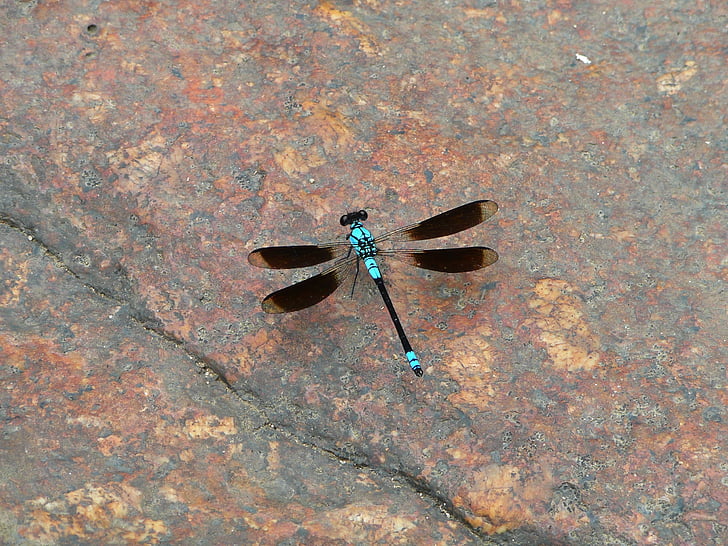 Dragonfly, Bowen våtmarker, North queensland, Australien, insekt, naturen, djur