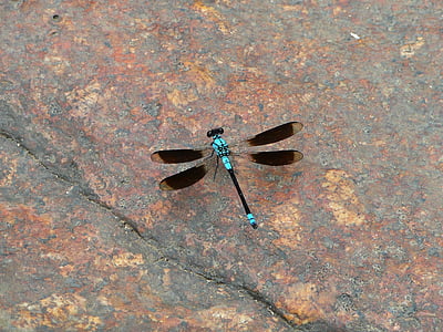 Dragonfly, Bowen mokřadů, Severní queensland, Austrálie, hmyz, Příroda, zvíře