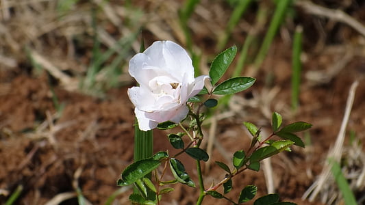 Trandafirul alb, a crescut, floare, floare, petale, proaspete, alb