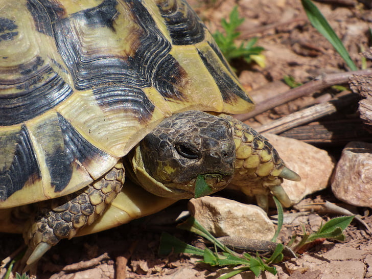 Medelhavet sköldpadda, växtätande, naturpark med montsant, skyddade arter, Priorat, Catalunya