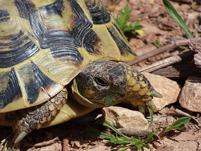 mediterrane Schildkröte, pflanzenfressenden, Naturpark des montsant, geschützte Arten, Priorat, Catalunya