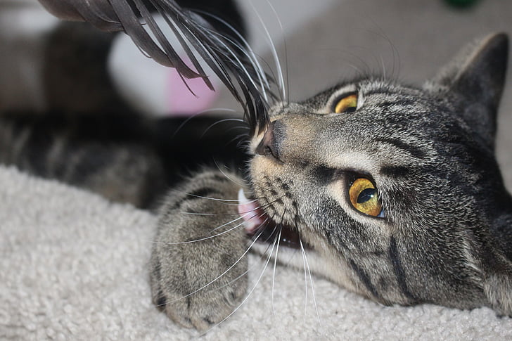 cat, feather, cute, animal, pet
