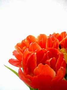 flor, Tulipa, groc, vermell, Rosa, flora, creixent