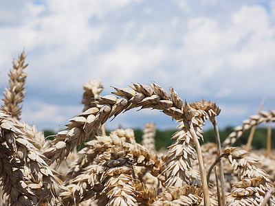 小麦, スパイク, 穀物, 粒, フィールド, 麦畑, トウモロコシ畑