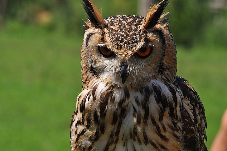 á-Âu eagle owl, con chim, động vật hoang dã, Thiên nhiên, perched, mỏ, động vật ăn thịt