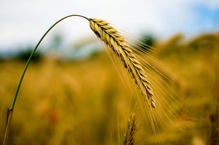 Rye, sereal, gandum, alam, gandum, bidang, telinga