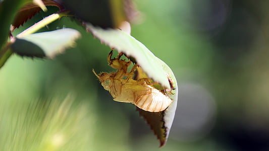 cicada moulting, insect, insect skin