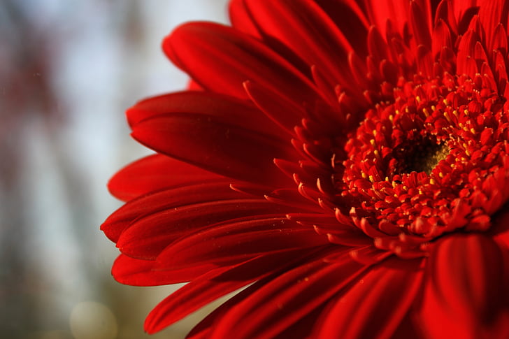 flor, Gerbera, flor vermella, la flor escarlata, flor brillant, vermell, macro