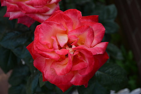 τριαντάφυλλο, BEILUN, κόκκινο, Ningbo