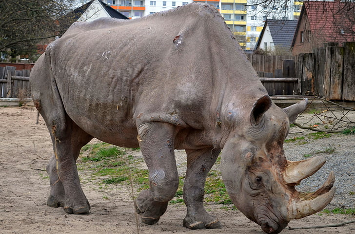 Rhino, Zoo, eläimet