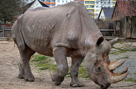 rhino, zoo, animals