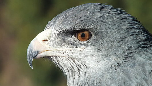 águila, Perú, Ave, pluma, Retrato