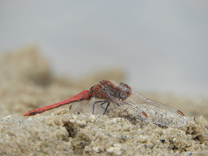 dragonfly, wing, insect, sand, orange