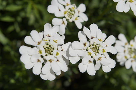candytuft, Iberis sempervirens, alb, flori, floare, plante ornamentale, plante gradina