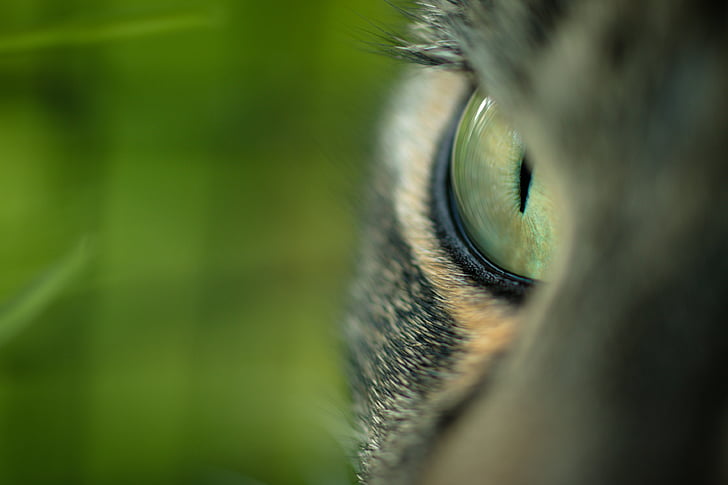 Cat's eye, katt, grönt öga, Stäng, makro, katt ansikte, grå