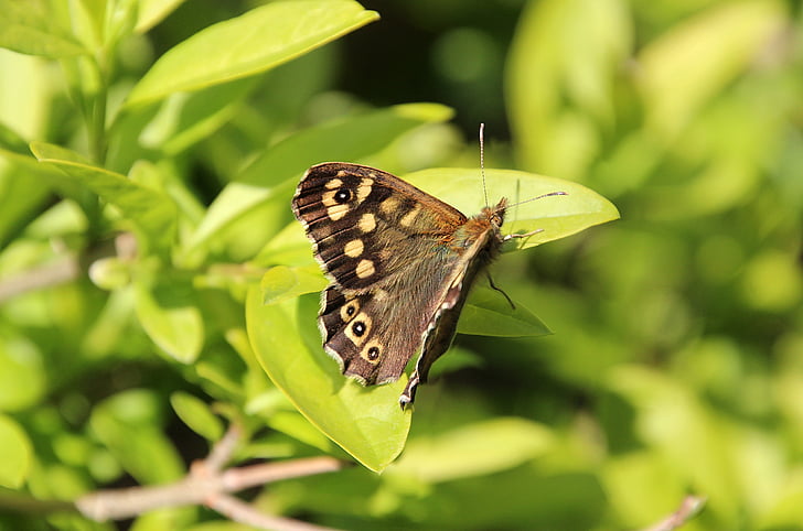 spring, bug, butterfly, bush, antennas, eyes, speckled wood