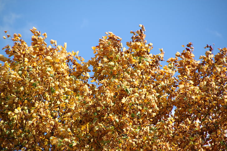 jeseni, padec listje, zlati jeseni, listi, listi v jeseni, pisane, rumena