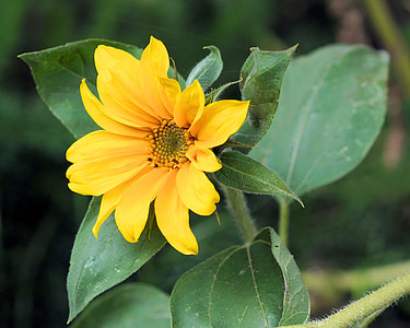 bunga, bunga matahari, Blossom, mekar, musim panas, Flora, kuning