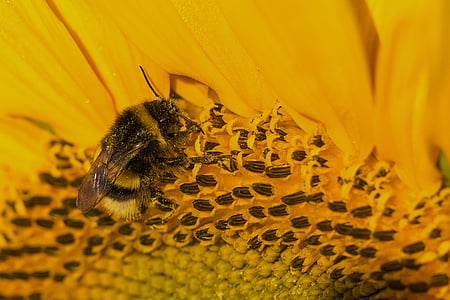 sun flower, yellow, hummel, insect, pollen compositae, fragrance, sprinkle