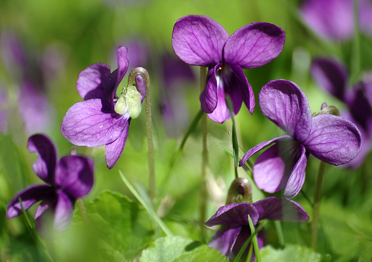 flores de primavera, violetas, naturaleza