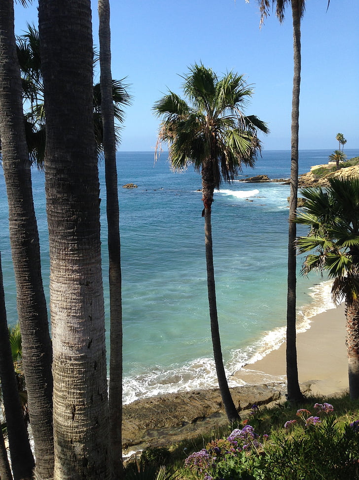 Ocean, Laguna, Beach, palmetræ