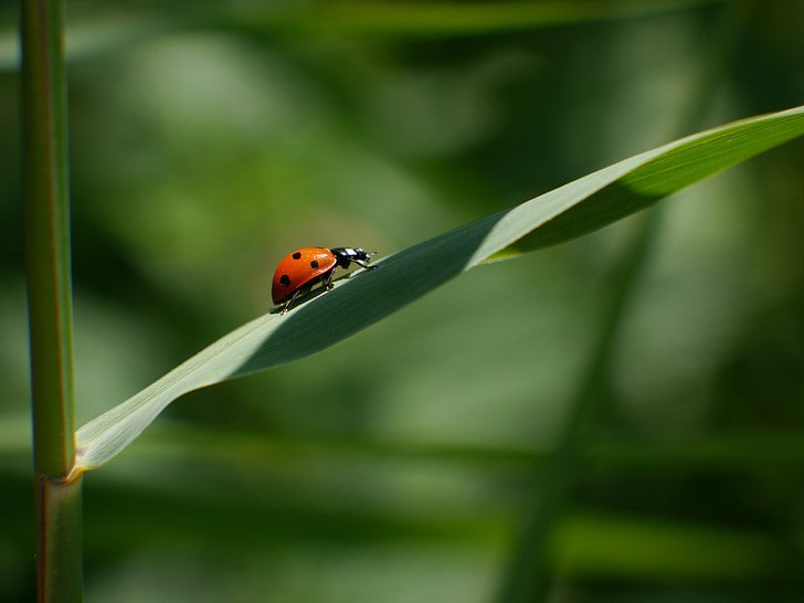 Ladybird, lá, màu xanh lá cây, Thiên nhiên, côn trùng, bọ cánh cứng, động vật hoang dã