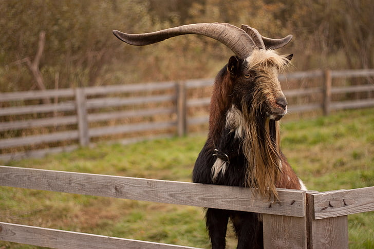 goat, goat buck, animal, horns, farm, mammal, rural Scene