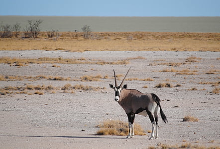 antylopa, Afryka, Namibia, Etosha, park narodowy, Safari, Oryx