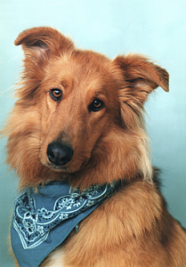 шотландско овчарско куче смесвам, шотландско овчарско куче, куче, домашен любимец, кучешки, шарена кърпа