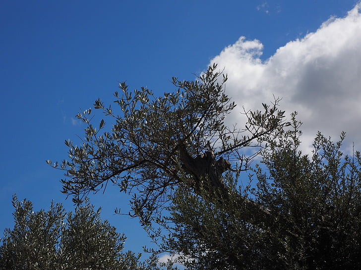Olive branch, Oliivipuu, Oliivipuutarhassa, oliivipuiden, kasvi, haara