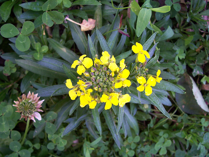 mostaza de melaza, Erysimum cheiranthoides, Yamato Nadeshiko Shichi Henge falso, flor silvestre, amarillo, hojas verdes oscuro, planta