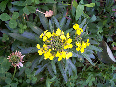 senape di melassa, Erysimum cheiranthoides, wallflower falso, fiore selvaggio, giallo, foglie verde scuro, pianta