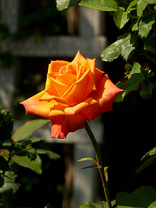 ruža, narančasta, flore, priroda, cvatu, narančasta ruža