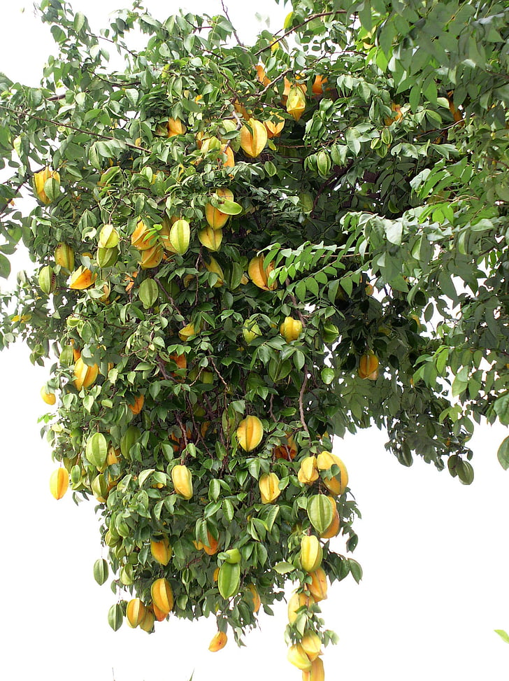 star fruit, tree, yellow, fruit, organic, nature, fresh