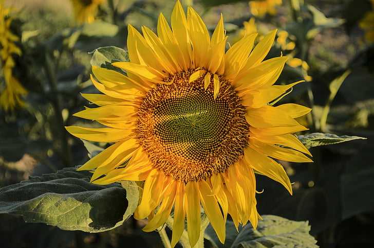 Slunečnice, léto, Sunshine, žlutý květ, rostliny, Sunflower yellow, žlutá