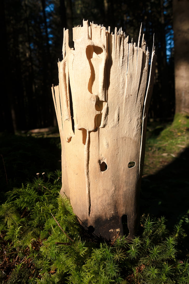 wood, sculpture, layer, forest, moss, insect damage