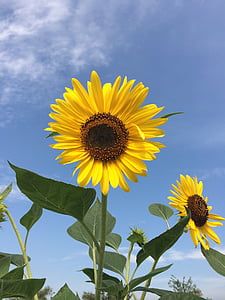 bunga matahari, bunga, kuning, alam, pertanian, musim panas, tanaman