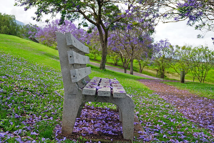 puistonpenkillä, Jacaranda, violetti, vihreä