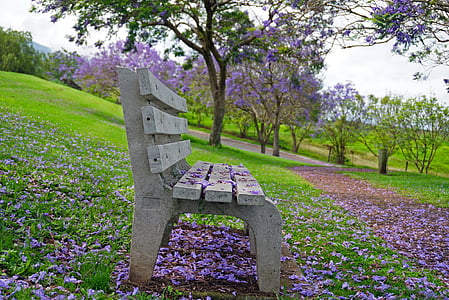 park bench, jacaranda, purple, green