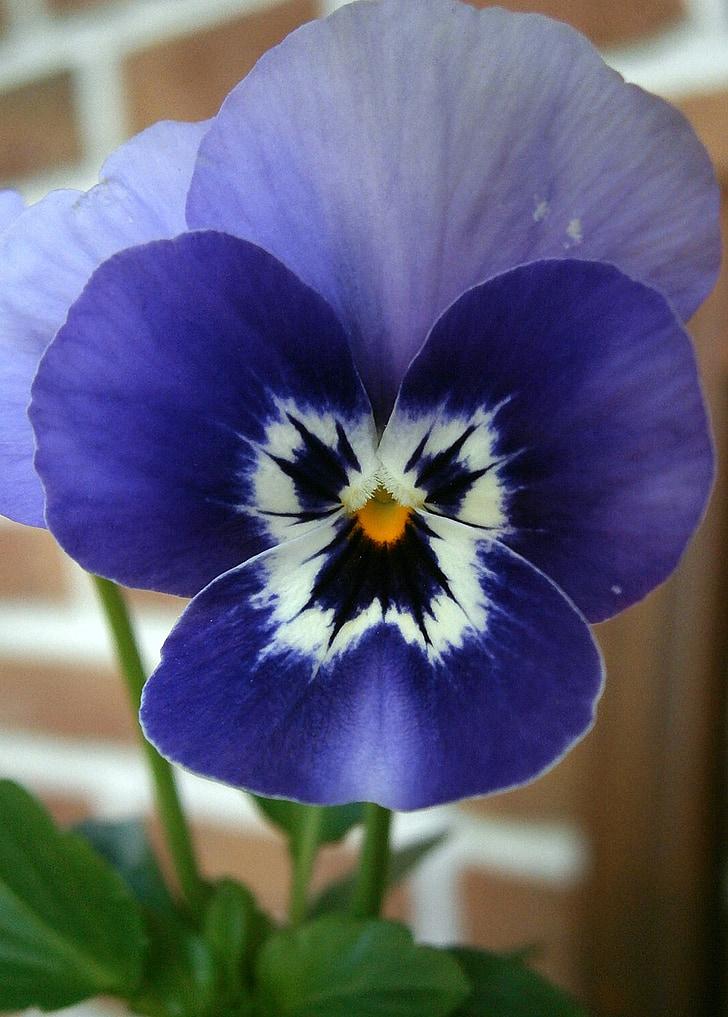Violet, Violeta de chifre, Viola cornuta, 400-500, azul violeta, roxo, azul