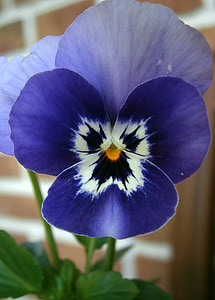 Violet, roh violet, Viola cornuta, 400-500, modrá fialová, fialová, modrá