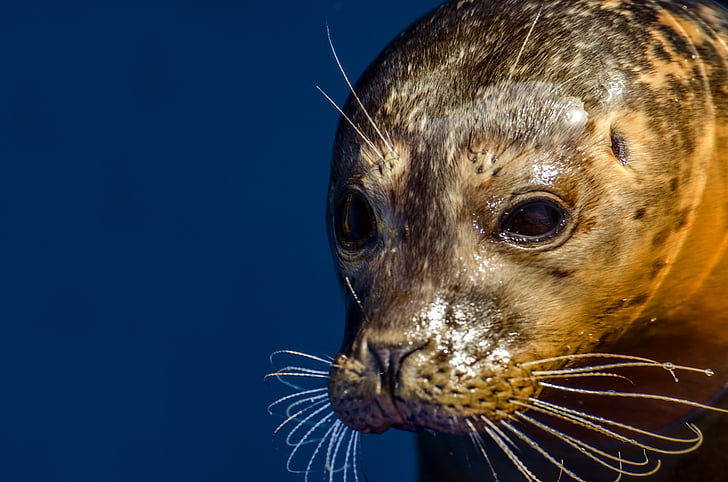 Seal, grå, djur, Nordsjön, vild-djur, hotade, juvenil