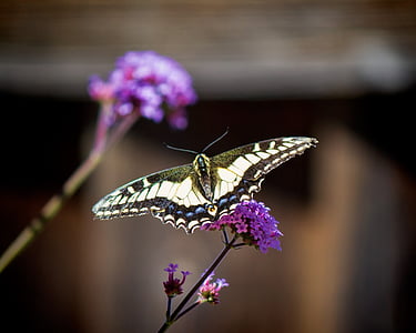 butterfly, insect, purple, flower, nature, plant, blur